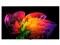 OLED83W6PJA 商品画像1：カデナビ本店