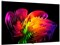 OLED83W6PJA 商品画像4：カデナビ本店